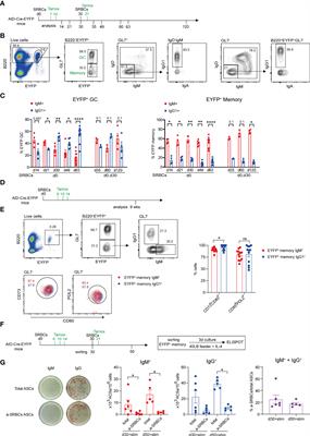 B cell intrinsic and extrinsic factors impacting <mark class="highlighted">memory recall</mark> responses to SRBC challenge